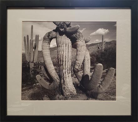 ansel adams cactus