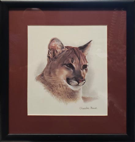 charles frace young cougar