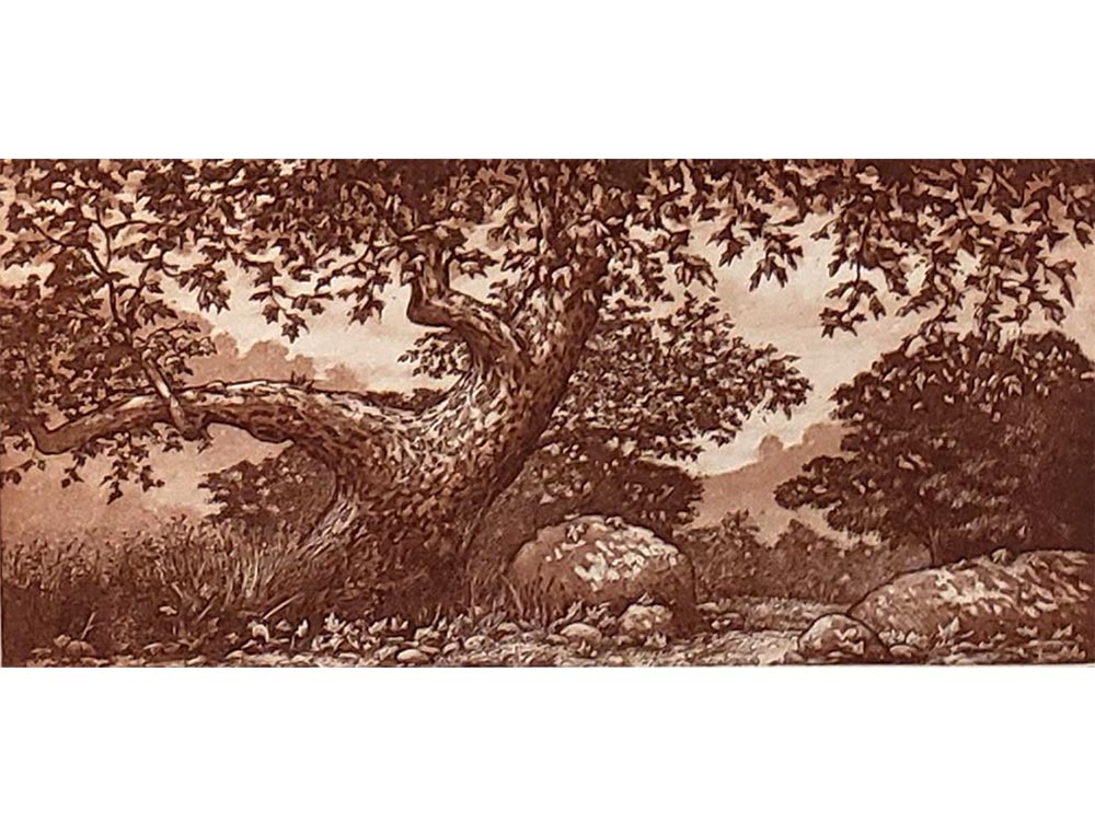 Laguna Vista Gallery