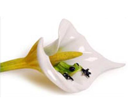 frogman calla lily
