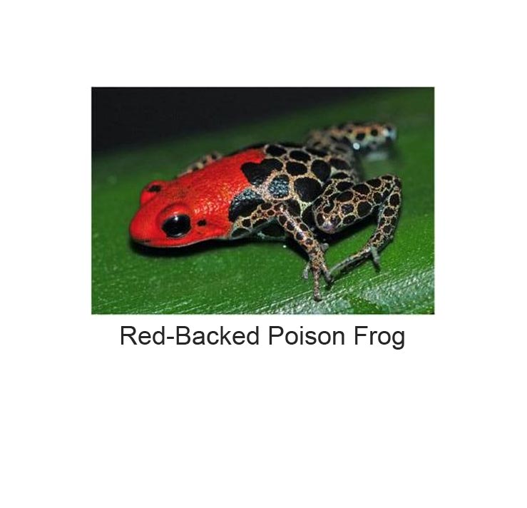 frogman-cruella-red-backed-poison-frog