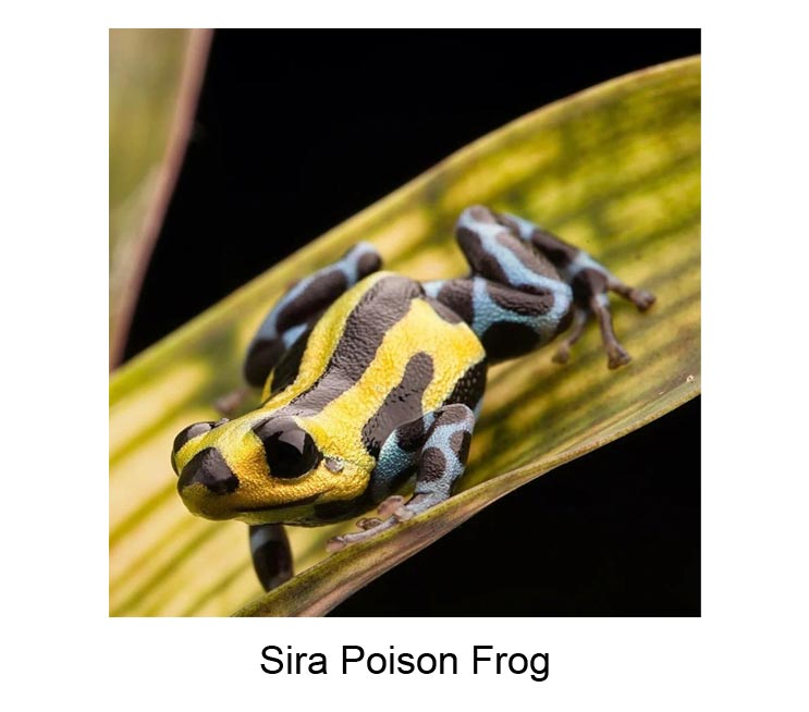 frogman buster sira poison frog