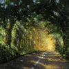 james coleman tunnel of llight