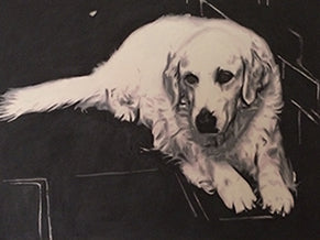 marco toro golden retriever