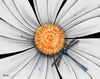 michael godard white flower dragonfly