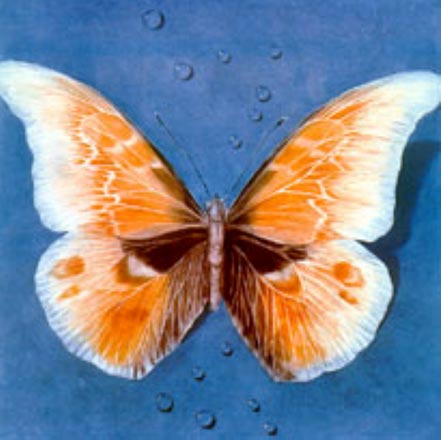 g h rothe butterfly